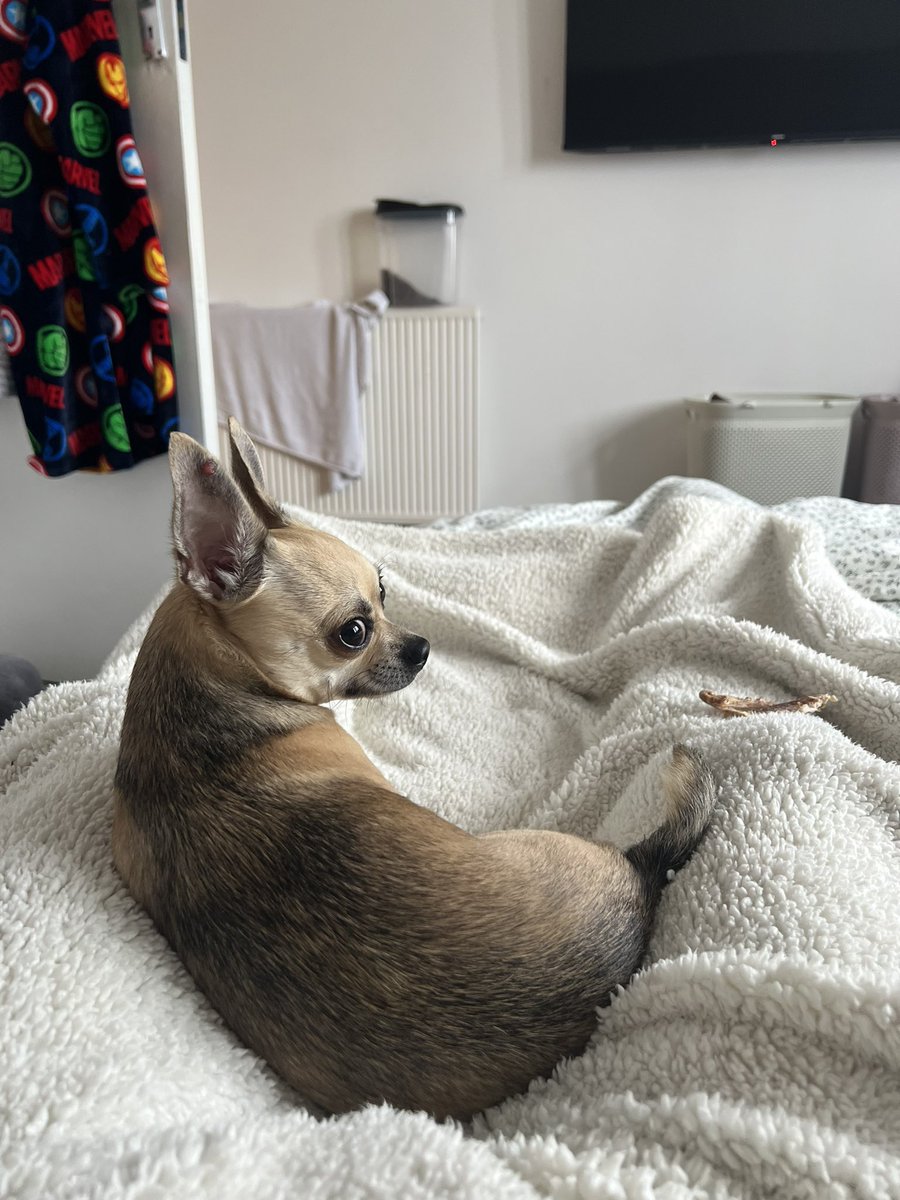 ThatSadBrit's tweet image. Gus and his unmatched side-eye