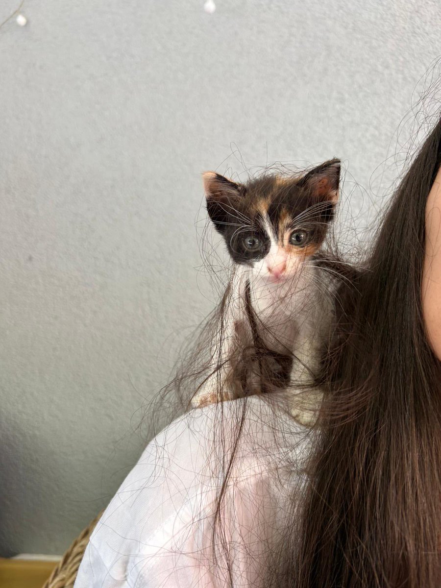 kuş gibi bi şeyin geleyim mi sise