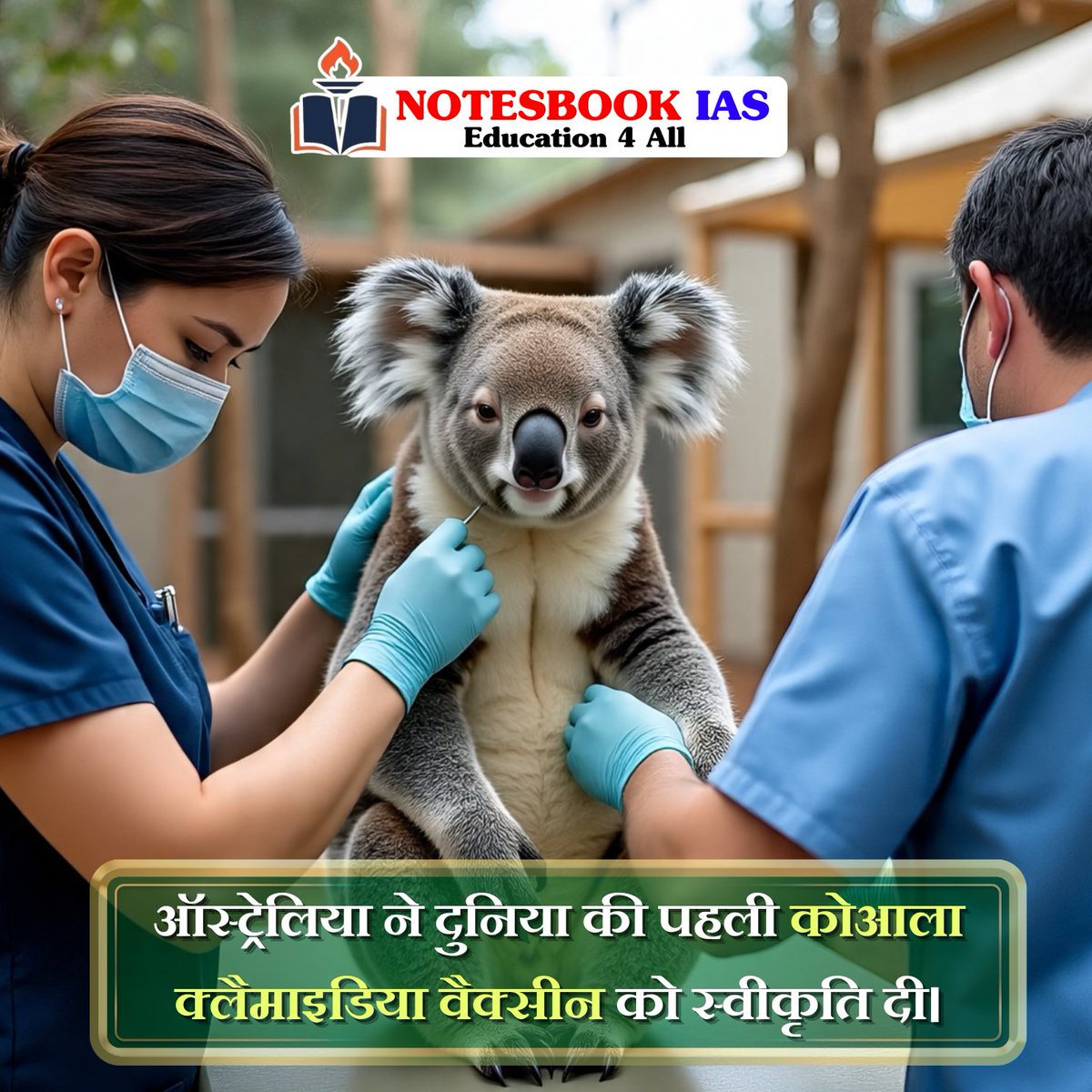 gitanjali88890's tweet image. ऑस्ट्रेलिया की पहली कोआला क्लैमाइडिया वैक्सीन को मिली मंजूरी!
संक्रमण से जूझ रहे इन प्यारे जीवों को अब मिलेगा जीवन का नया सहारा।
.
#KoalaVaccine #WildlifeConservation #AustraliaInnovation #SaveKoalas #AnimalHealth #IndiaWildlife #EcoNews #SustainableFuture #NotesbookIAS