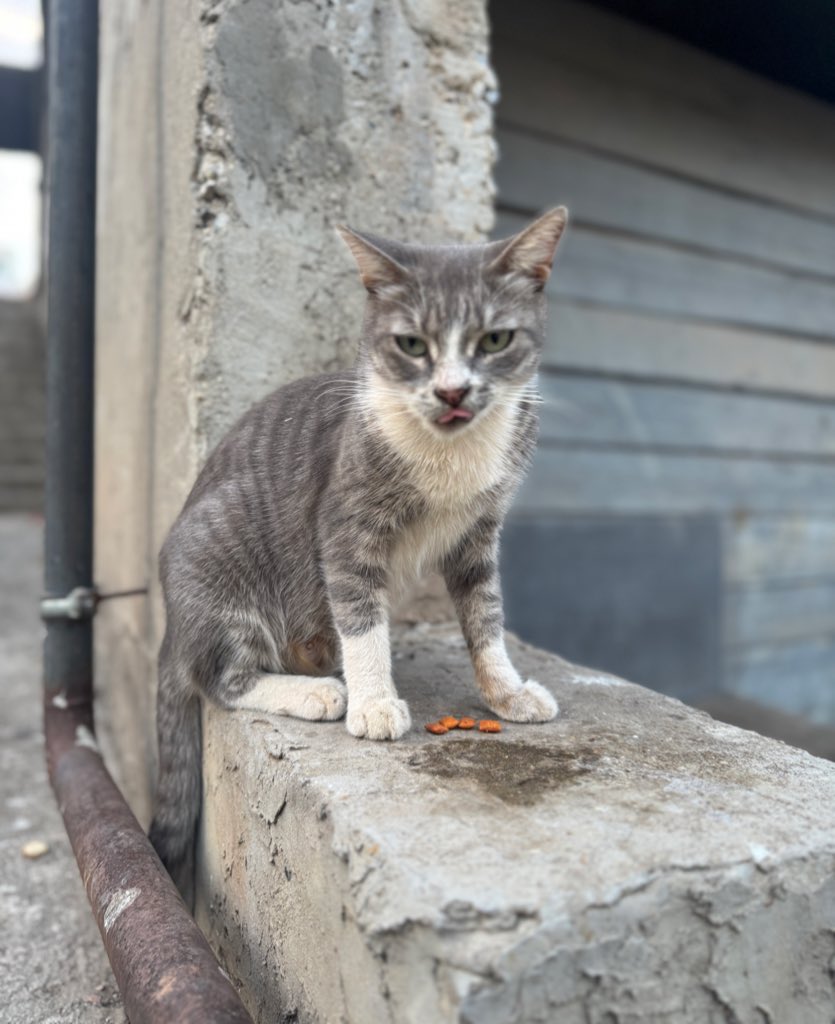 bu bebekleri hala kimse sormadı ilan da yeterince yayılamadı gebze