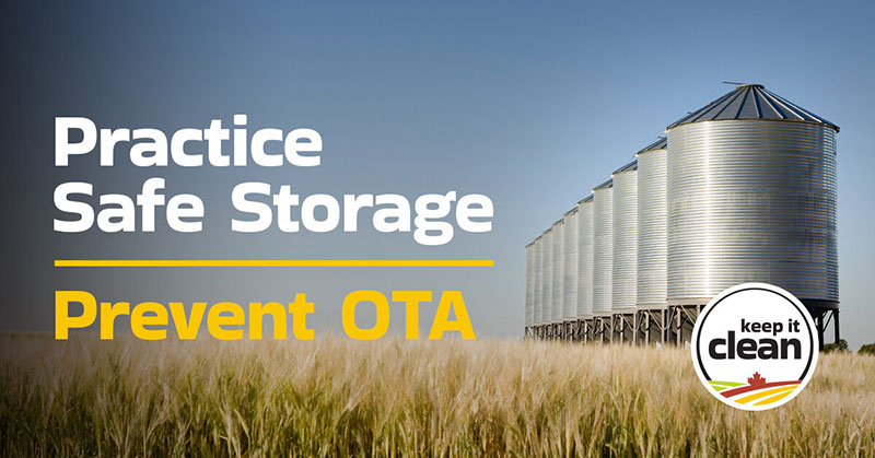 Sask Wheat (@saskwheat) on Twitter photo Are your cereal crops stored properly? Improper storage can lead to the development of ochratoxin A (OTA), which can be a market risk for cereals. To help keep markets open, learn more👇bit.ly/4oz4Tzx 
#CdnAg #SustainableCdnAg #CdnWheat #Grow25 Are your cereal crops stored properly? Improper storage can lead to the development of ochratoxin A (OTA), which can be a market risk for cereals. To help keep markets open, learn more👇bit.ly/4oz4Tzx 
#CdnAg #SustainableCdnAg #CdnWheat #Grow25