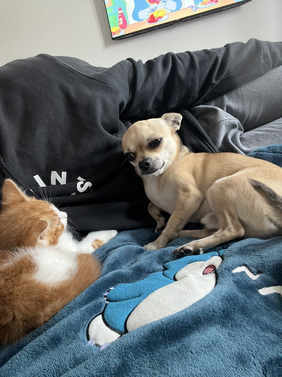 ThatSadBrit's tweet image. Gus and his unmatched side-eye