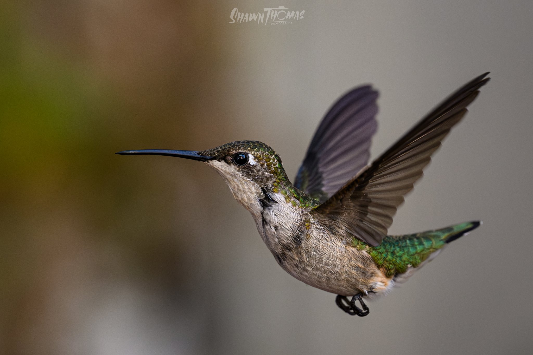 スノーボード hummingbird powderblueberry wide 155 hummingbird powderblueberry wide 155 - メルカリ