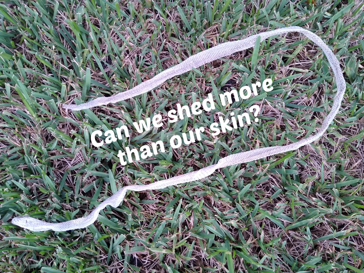We can't shed our skin like snakes do. But can we shed more than our skin? If yes, how do we do it?
open.substack.com/pub/avapenning…
