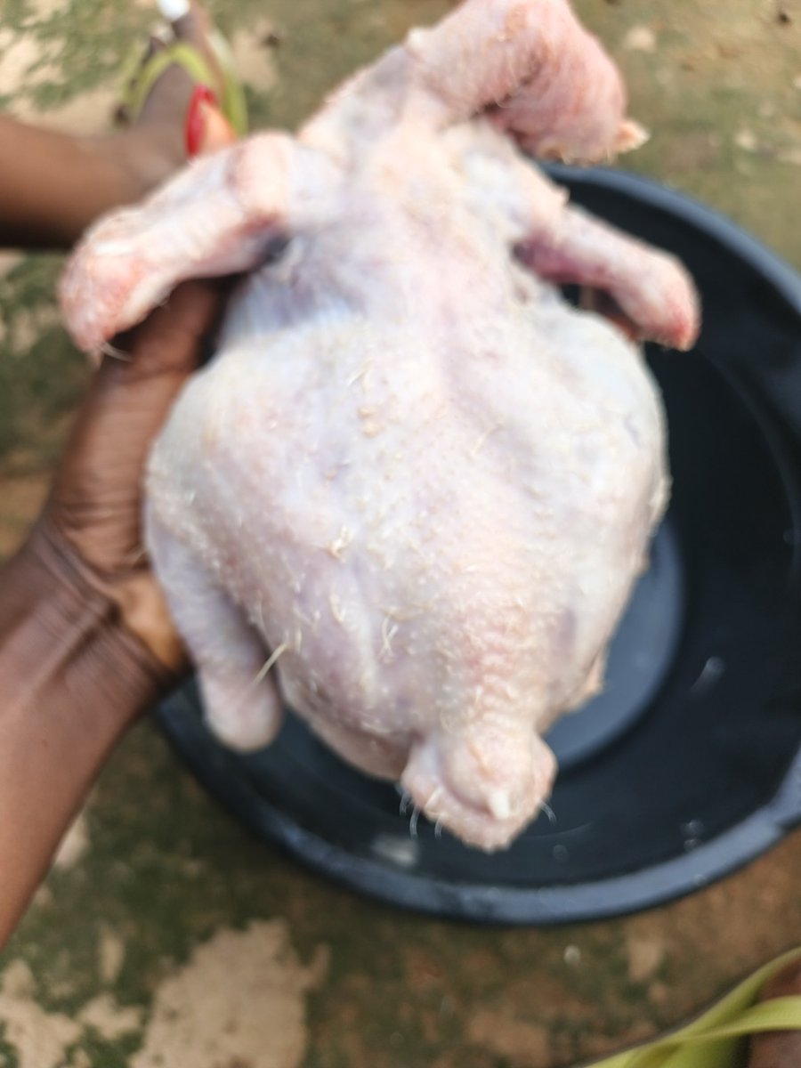 “From Kaduna to Your Table – Fresh Chicken, Trusted Delivery”

When we say Mina’s Kitchen delivers, we mean it.
In the past few weeks, we’ve successfully delivered bulk orders of freshly dressed chickens to Abuja, Jos, Kafanchan, and Zaria.