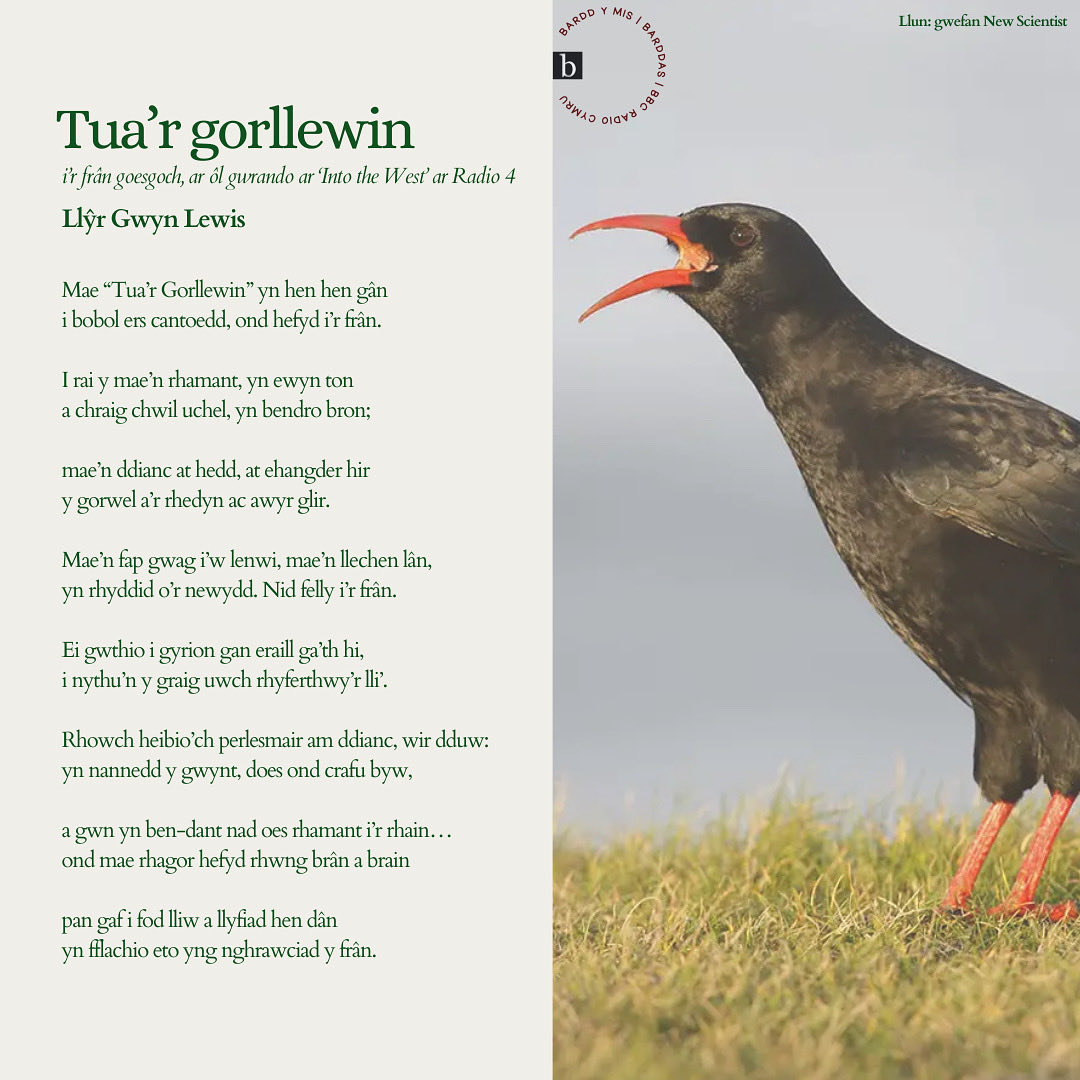 Barddas (@trydarbarddas) on Twitter photo Cerdd arall gan ein Bardd y Mis, fis Medi, Llŷr Gwyn Lewis🪶🍃
Cerdd am y Frân Goesgoch y tro hwn. Cafodd y bardd ei ysbrydoli i sgwennu amdani wedi iddo wrando ar raglen 'Into the West' ar Radio 4.
Darlledwyd y gerdd ar raglen Galwad Cynnar dros y penwythnos.
// <a href="/llyrgwyn/">Llŷr Gwyn Lewis</a> Cerdd arall gan ein Bardd y Mis, fis Medi, Llŷr Gwyn Lewis🪶🍃
Cerdd am y Frân Goesgoch y tro hwn. Cafodd y bardd ei ysbrydoli i sgwennu amdani wedi iddo wrando ar raglen 'Into the West' ar Radio 4.
Darlledwyd y gerdd ar raglen Galwad Cynnar dros y penwythnos.
// <a href="/llyrgwyn/">Llŷr Gwyn Lewis</a>