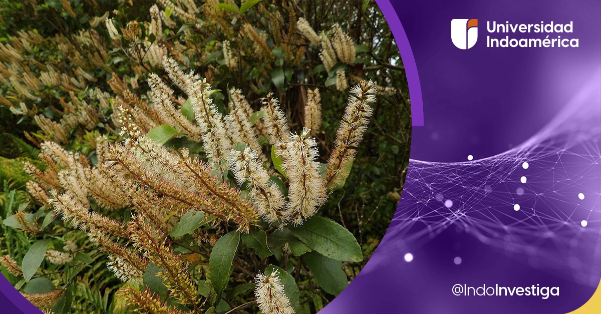 IndoInvestiga's tweet photo. #NuevaPublicación🔍El género #Weinmannia L. es el más grande de la familia #Cunoniaceae y consta de aproximadamente 90 especies que se encuentran principalmente en #América. Pero no existe una monografía taxonómica completa y moderna sobre este género. Lee "#Typification of names of #Weinmannia (Cunoniaceae) of species described by José Cuatrecasas from #Colombian collections" en @PhytoKeys.
DOI: https://t.co/kFzTIYZQ6Y