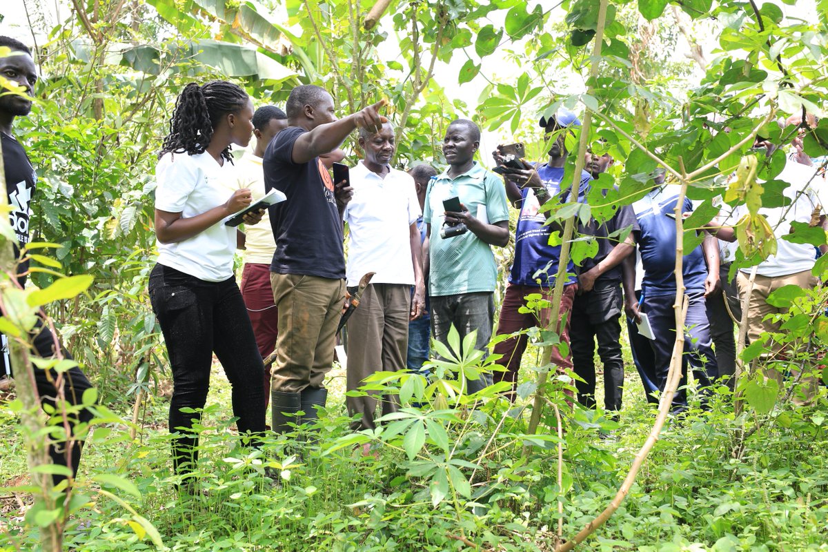 ESAFFUG's tweet photo. Journalists in the 5th Cohort of the @Agroecology_Sch have been taken through the Agroecology Learning Journey at Alwana Natural Farm in Nakasuku, Mukono district.

They engaged in a hands-on approach to different agroecological practices, from learning how to make biofertilizers and biopesticides, to actively participating in real eco-farming activities on the farm.

Now, equipped with lived knowledge and compelling content, these communicators return to their platforms as storytellers of change, ready to amplify agroecology as a powerful alternative to industrial agriculture and a pathway to food sovereignty for communities across Uganda and beyond.

#AgroecologyNow
#FundAgroecology