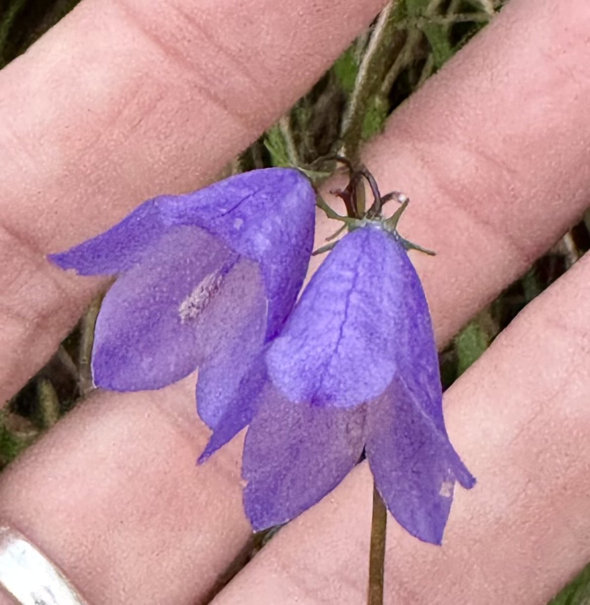 Emma Mitchell 💙 tweet media