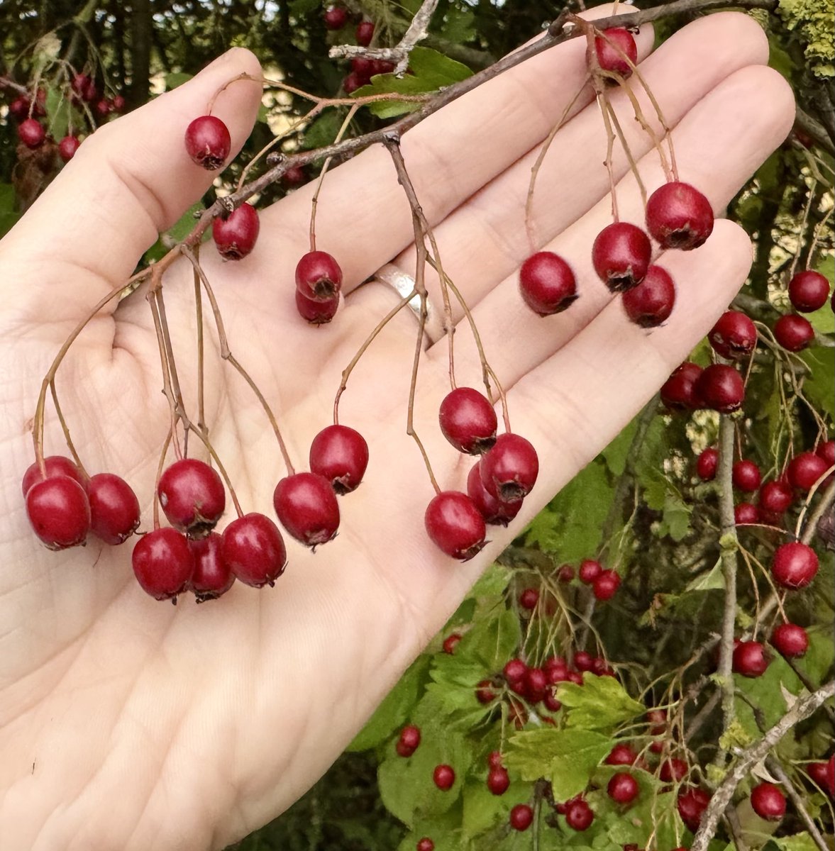 Emma Mitchell 💙 tweet media