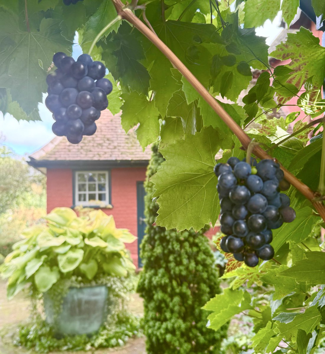 Emma Mitchell 💙 tweet media