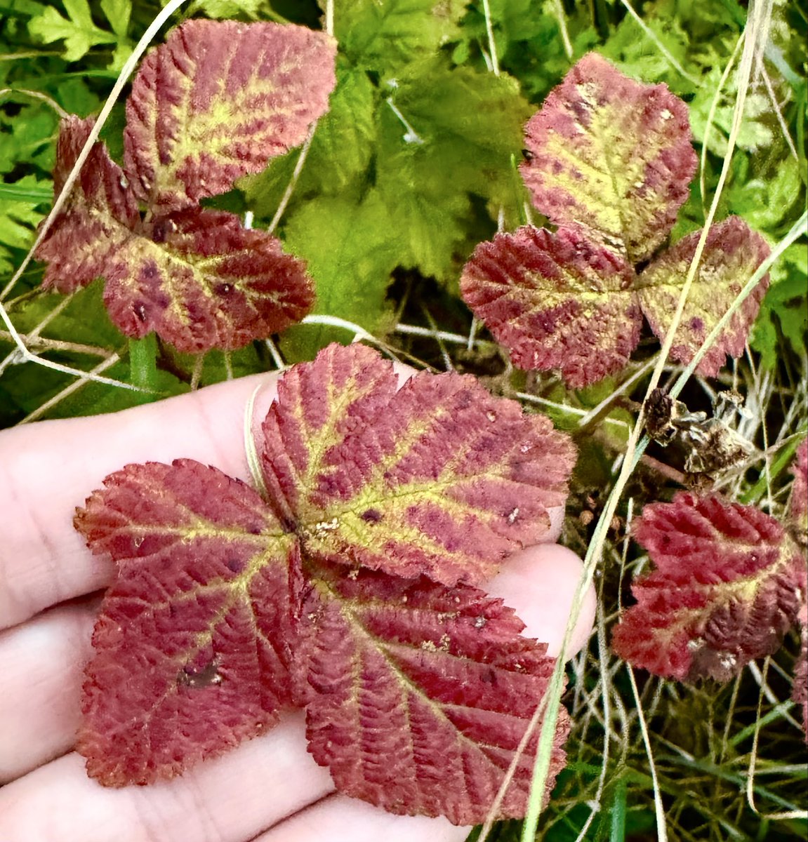 Emma Mitchell 💙 tweet media