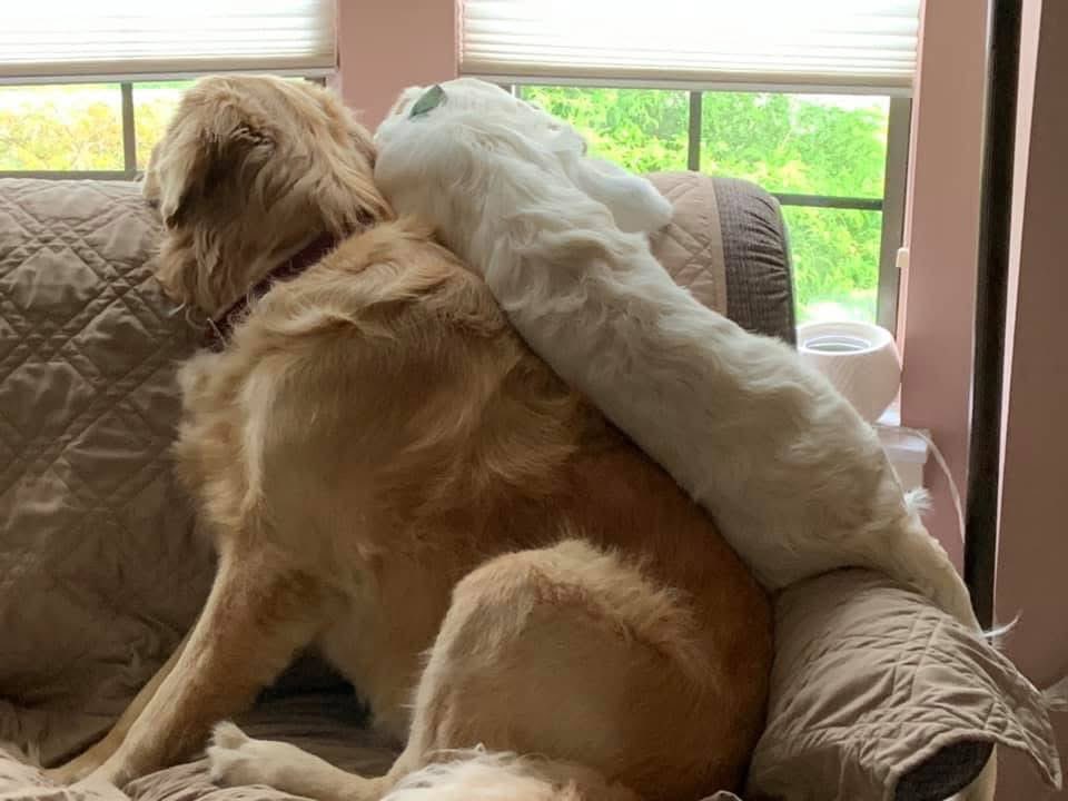 This throw back is from 2019 puppy Holly and, Huckleberry on neighborhood watch pawtrol 
#ThrowbackThursday 
#GRC