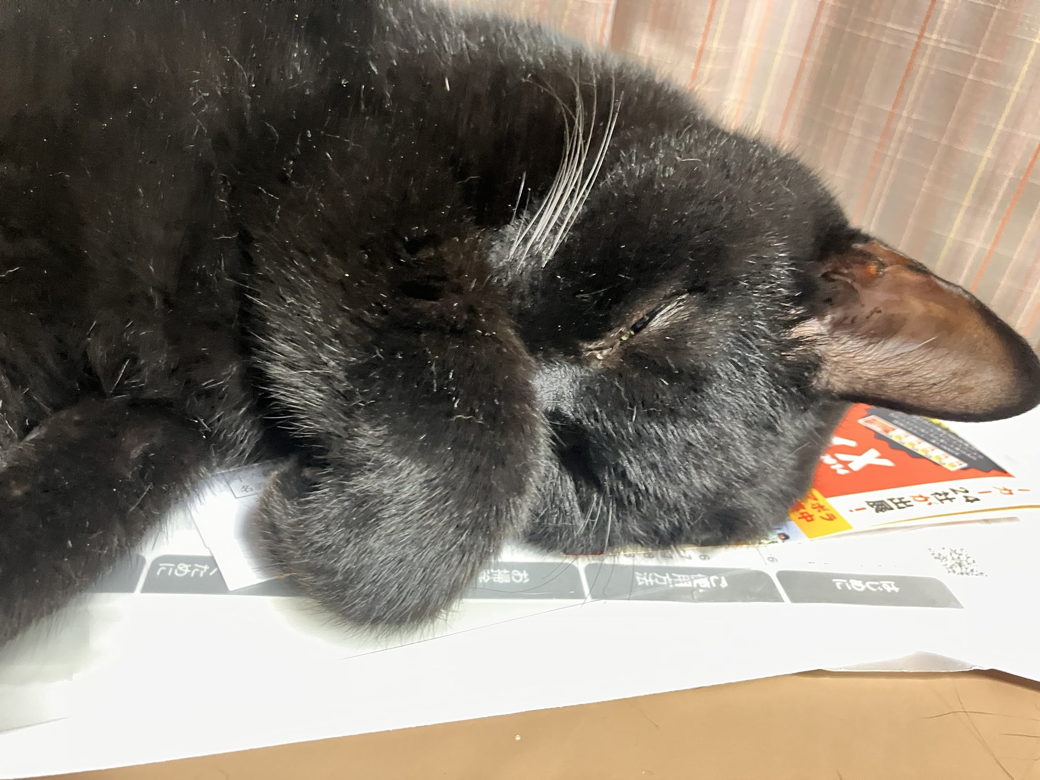 Devin Neko  マーシャル    黒猫9625クロネコ 仔猫を拾ったので on X: 