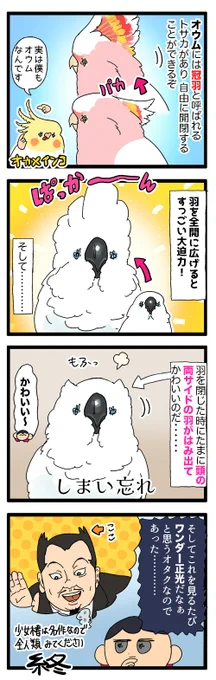 オウムちゃんの羽のしまい忘れ毛、ミミズクみたいになってて可愛い🥹

2177 #えるポピの絵日記かくところ 