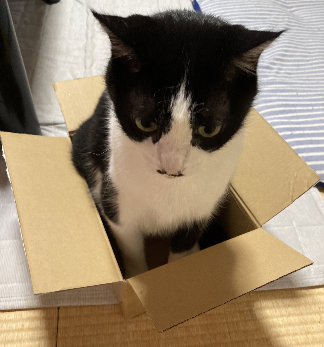 猫 愛の箱を覗く ※額装済み プレゼントボックス | Yosuke Awata