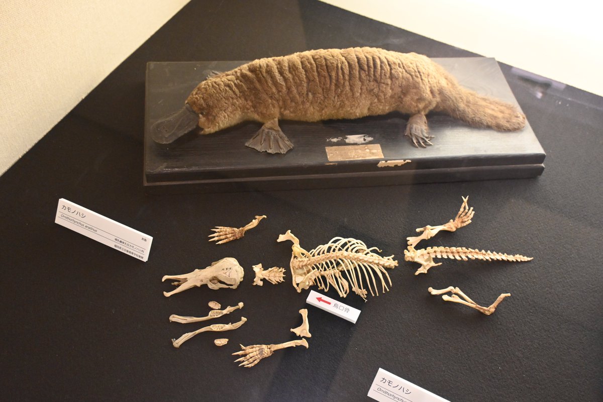 gecko_ka's tweet photo. #いのちのたび博物館 の特別展 #Bones2
不思議!不思議!で面白かったのはカモノハシとハリモグラの骨格標本 https://t.co/eumlOexVZk