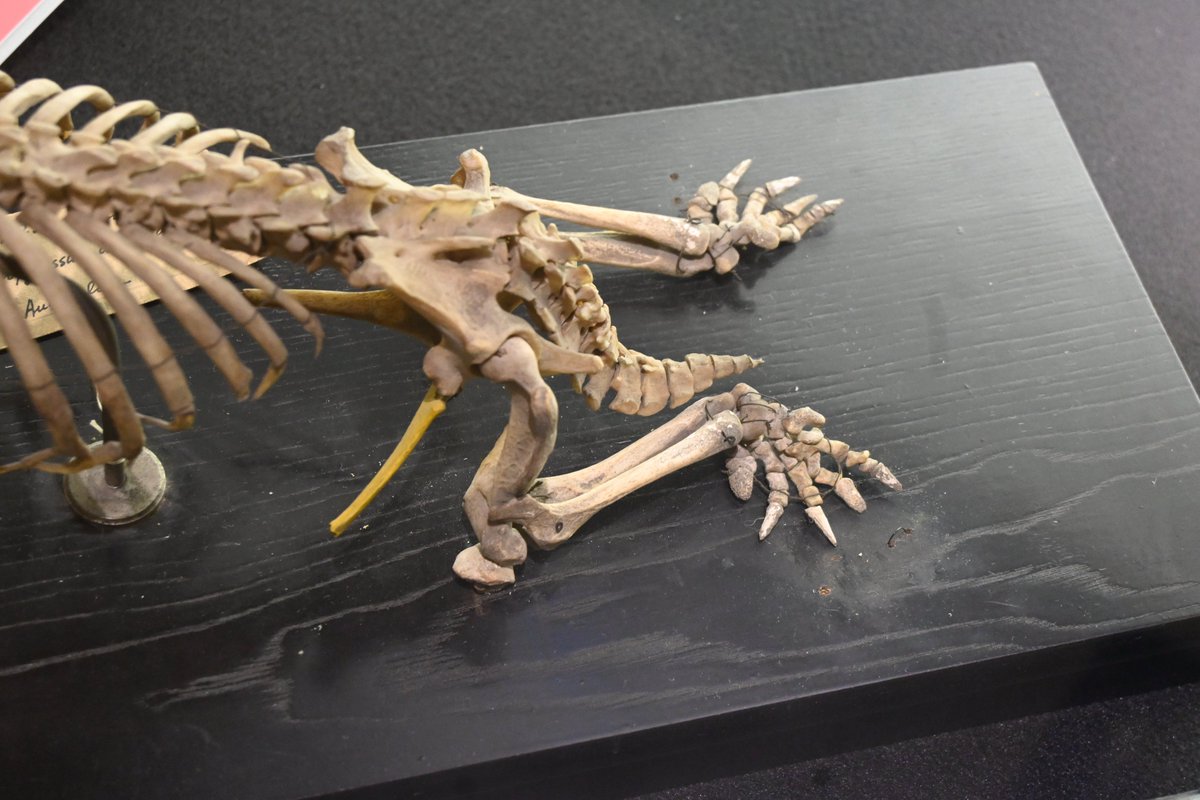 gecko_ka's tweet photo. #いのちのたび博物館 の特別展 #Bones2
不思議!不思議!で面白かったのはカモノハシとハリモグラの骨格標本 https://t.co/eumlOexVZk