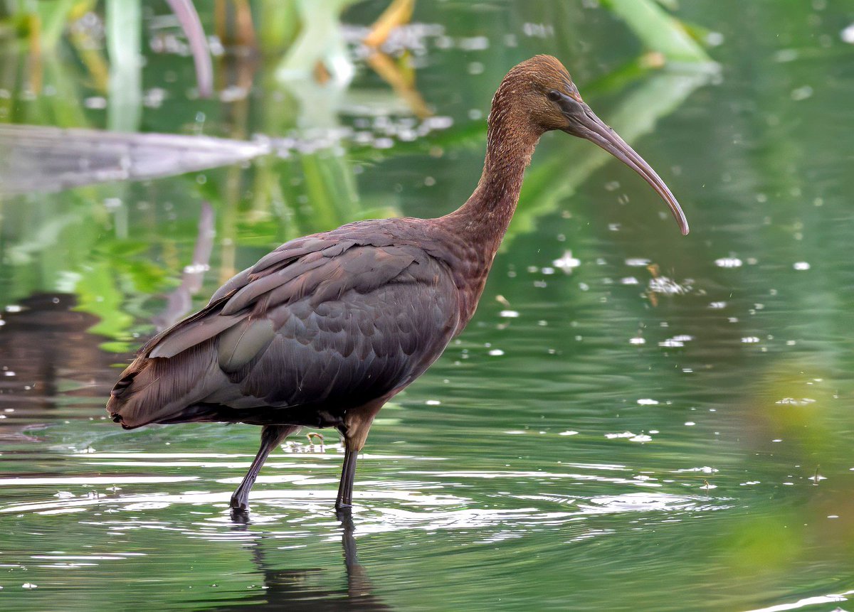 roytwigg's tweet photo. One of the two Glossy Ibis at Catcliffe Flash today. https://t.co/HlKZiivFIF