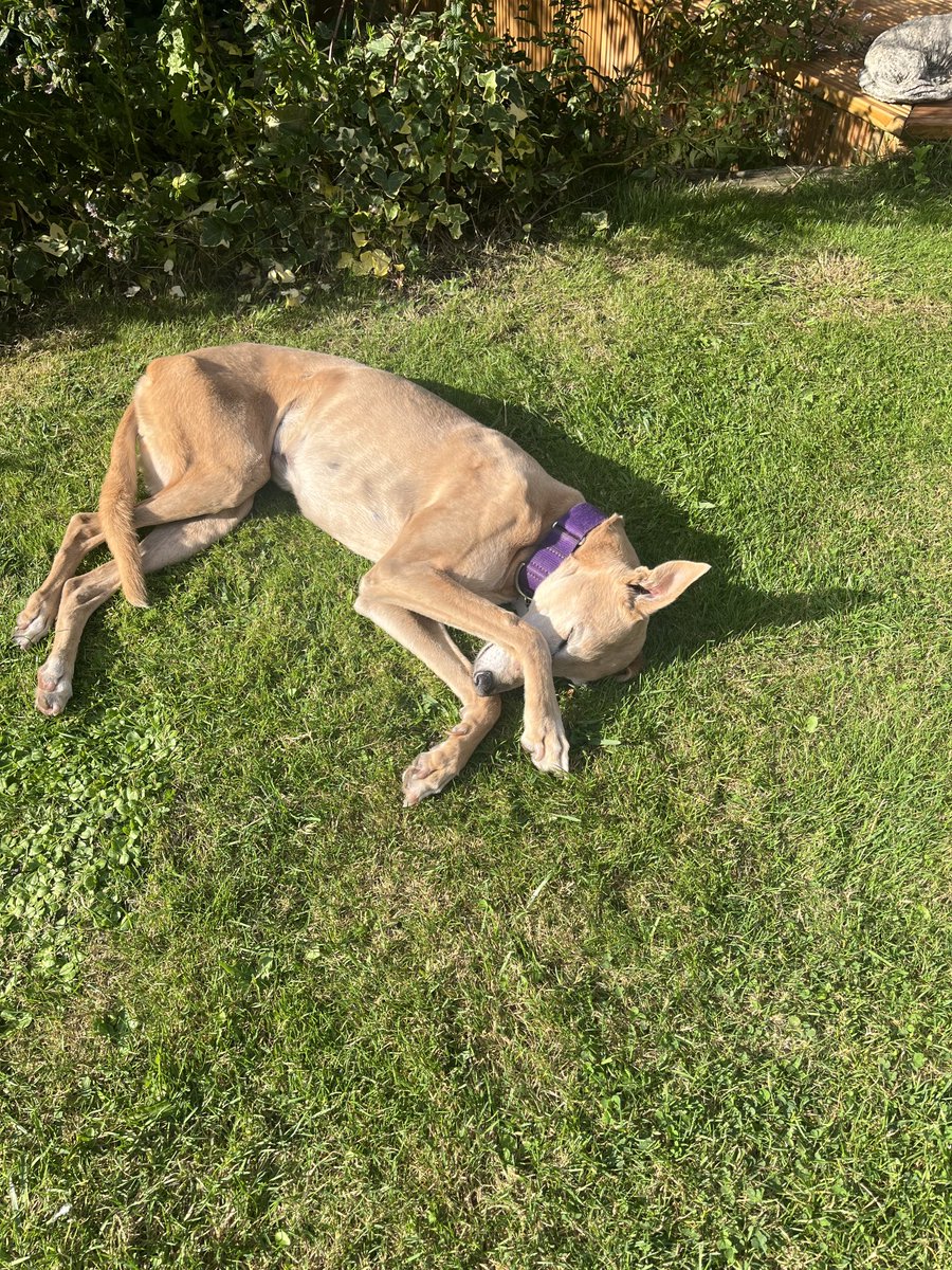Enjoying the sunshine.  This one is a proper sun worshipper.
