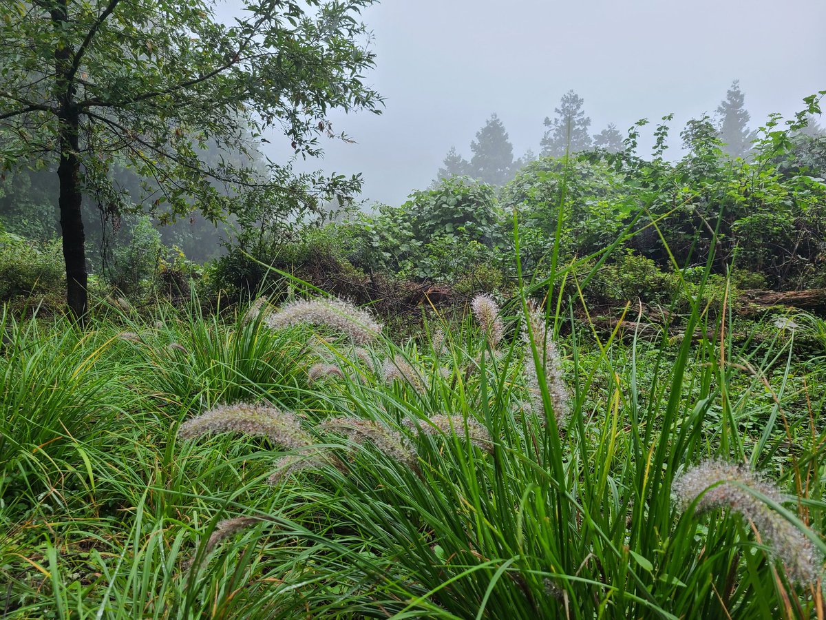 埼玉県     小川町

笠山神社   雨の日の参拝 ☔傘をさして下社まで登拝😌🙏道路に紫の花弁 見上げると葛の花が咲いていました
9月は重用の節句です   御朱印に🐱ブチが遊びに来ていました☺️
茹で🌰を頂き とっても美味しかったです😋 ご馳走さまでした
#笠山神社
#御朱印