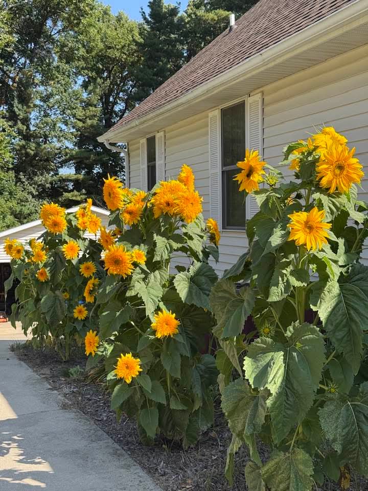 BigSunProject's tweet photo. Teddy Bear sunflowers grown in Michigan during The Big Sunflower Project 2025.
#TheBigSunflowerProject
#Sunflower #Sunflowers
#GrowASunflower #SowGrowShow
#LetItGrow
#Centronuclear #CentronuclearMyopathy
#Myotubular #MyotubularMyopathy
#CentronuclearMyopathies
#RareDiseases https://t.co/1z5SrgZ7a9