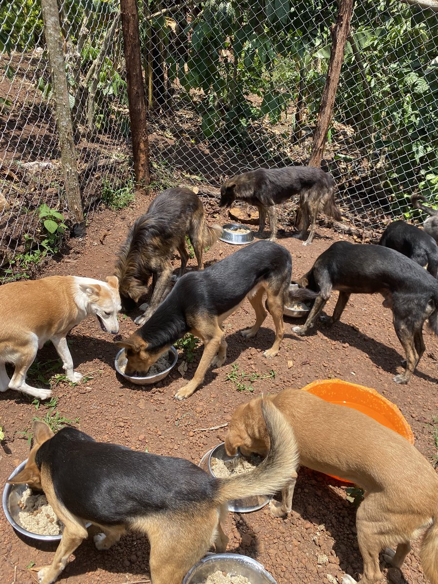 ShelterMaya's tweet photo. No words can explain a homeless dog’s pain. Rent is due, the landlord called, water bills remain. Please donate—your support gives them safety, shelter, and hope they deserve.#dog #cat #fypviraltwitter #USA https://t.co/HQuklBLd1k
