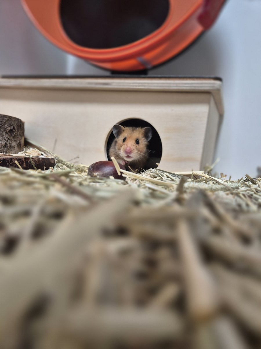 첫 수확한 밤을 줫는데 좀 두려워 하는 것 가틈