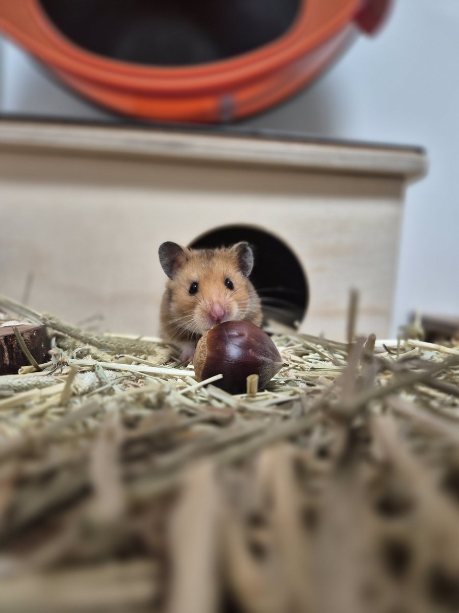 집에 물고 들어갔는데 까서 다시 넣어줄까 봐요