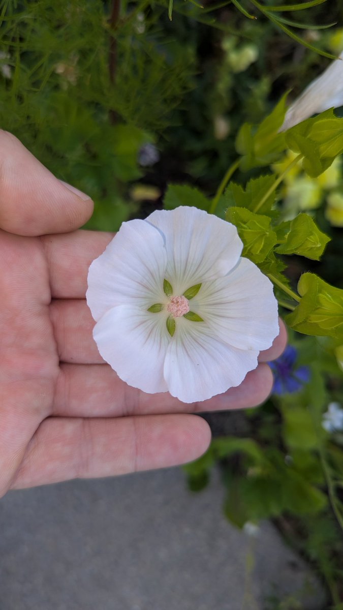 Malopes 🥰. Have a great Thursday.