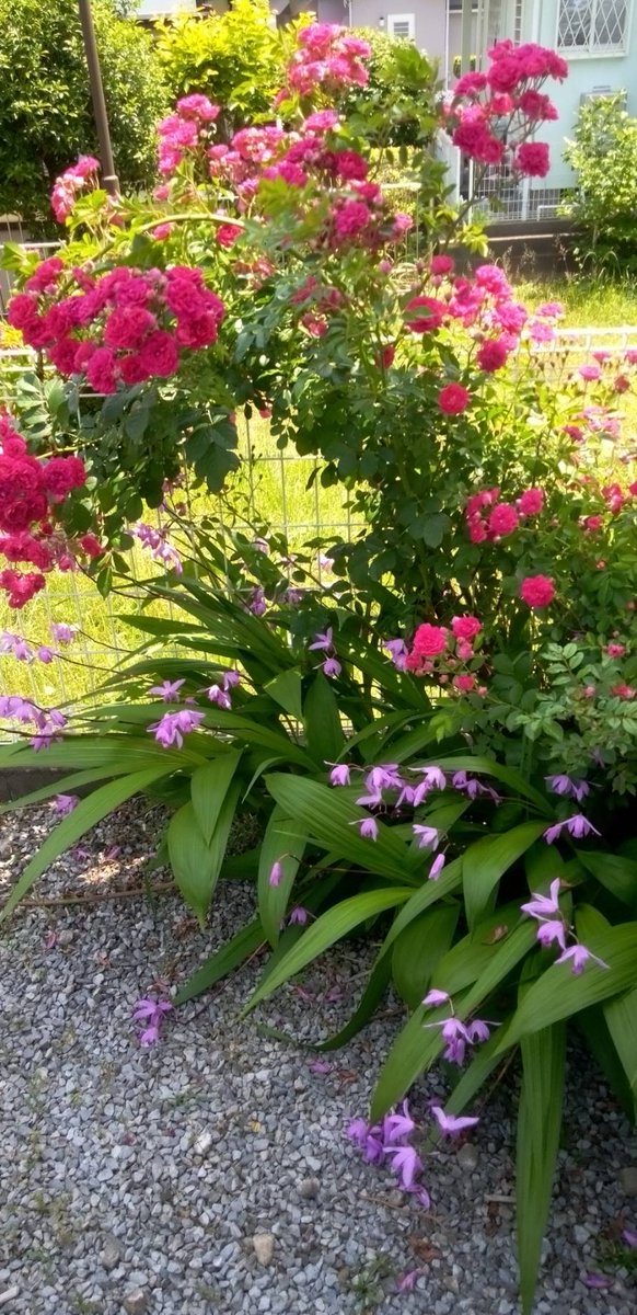 ipgrb4's tweet image. 오늘 오후 산책하면서 찍은 사진입니다. 아름다운 꽃들이 만발해 있네요! 🌸