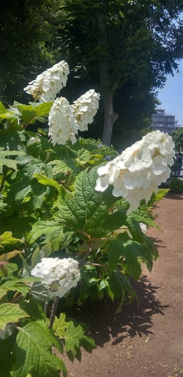 ipgrb4's tweet image. 오늘 오후 산책하면서 찍은 사진입니다. 아름다운 꽃들이 만발해 있네요! 🌸