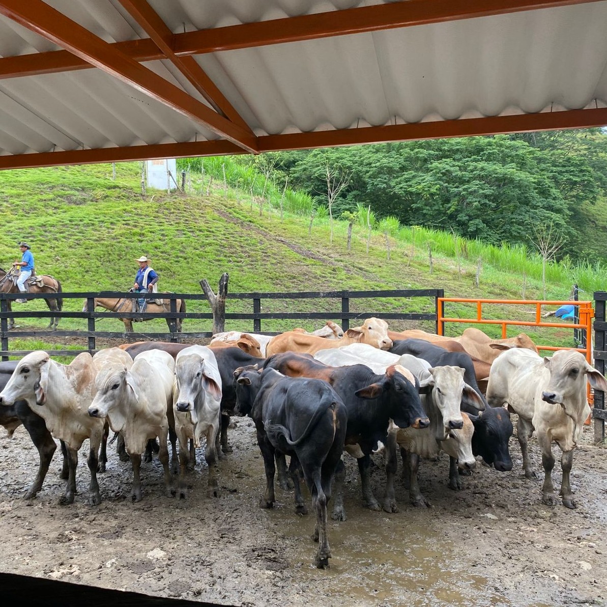 Manizales Pasion Ganadera tweet media