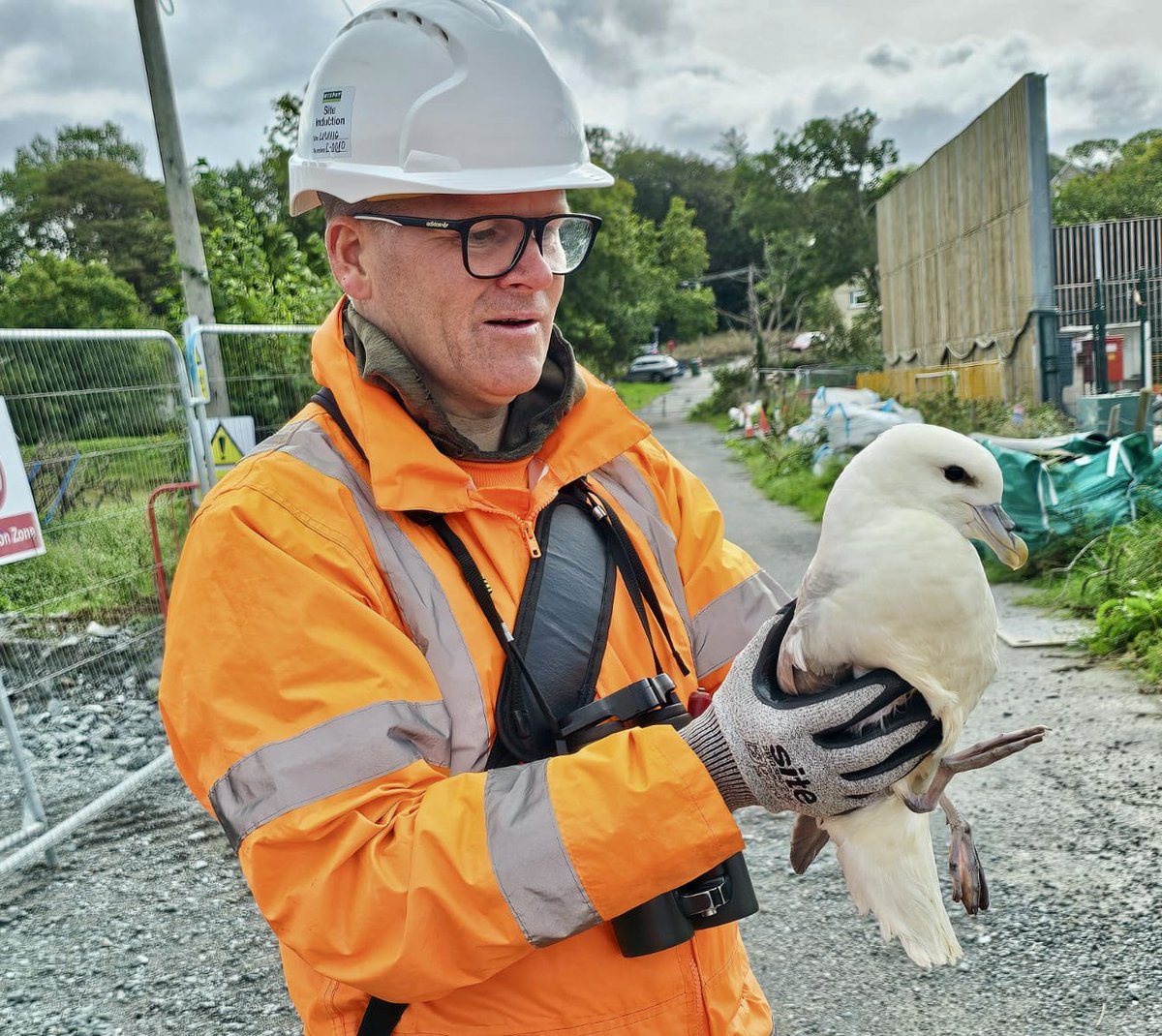 With these westerlies this week, a few unfortunate seabirds ended up well inland. Came across this grounded Fulmar on a road with <a href="/GowerClare/">Clare Gower</a> while working. Big thanks to <a href="/glaslynbirder/">Elfyn Lewis</a> for arranging to get the bird back to the coast. Lucky I had my PPE on, it had a nasty nip 😣