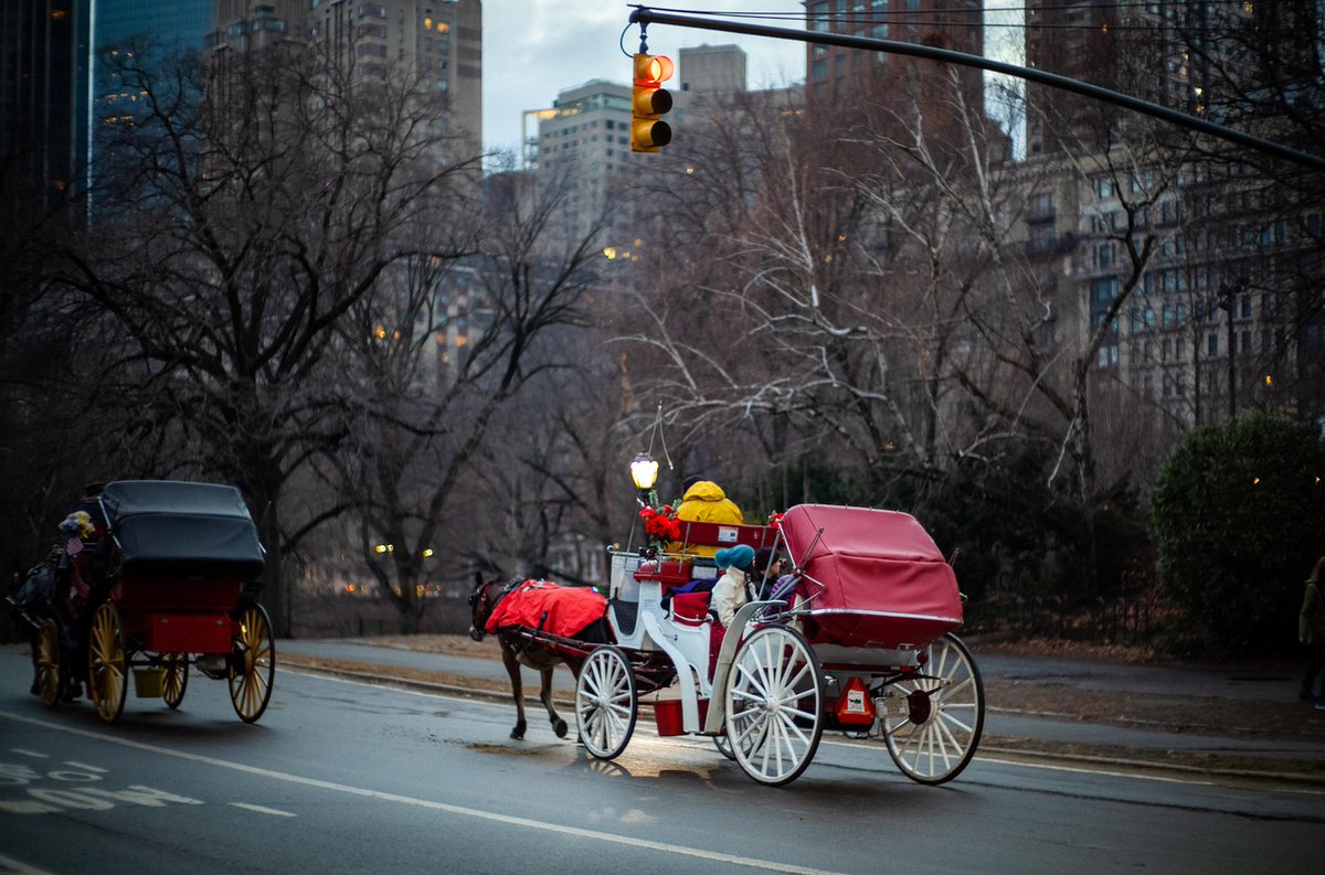 GUIAGROPECUARIA's tweet photo. A Ritmo de Galope.
El Mundo del Caballo 🐎

Carruajes de caballos en Central Park: ¿fin de una tradición o avance en el bienestar animal?

Leer en 👇
https://t.co/HKsAzddwJx 

#aritmodegalope 
#elmundodelcaballo 
#caballos 
#Equinos https://t.co/eXUBn5yjUZ