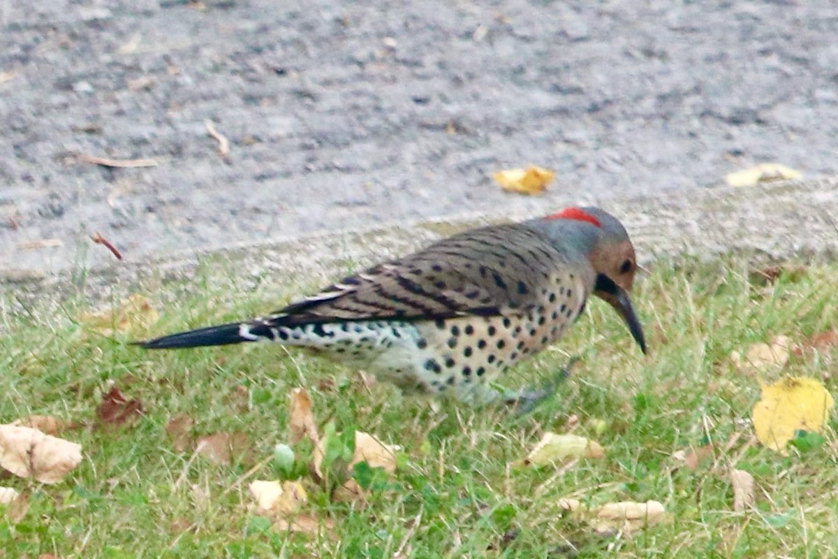 Northern Flickers hunting insects before flying south from Ontario. Front yard this morning.