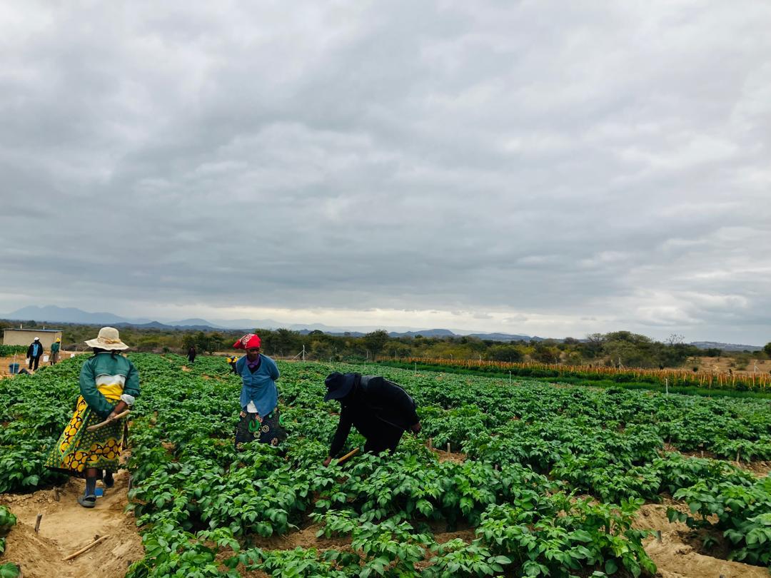 Kutsaga Research tweet media