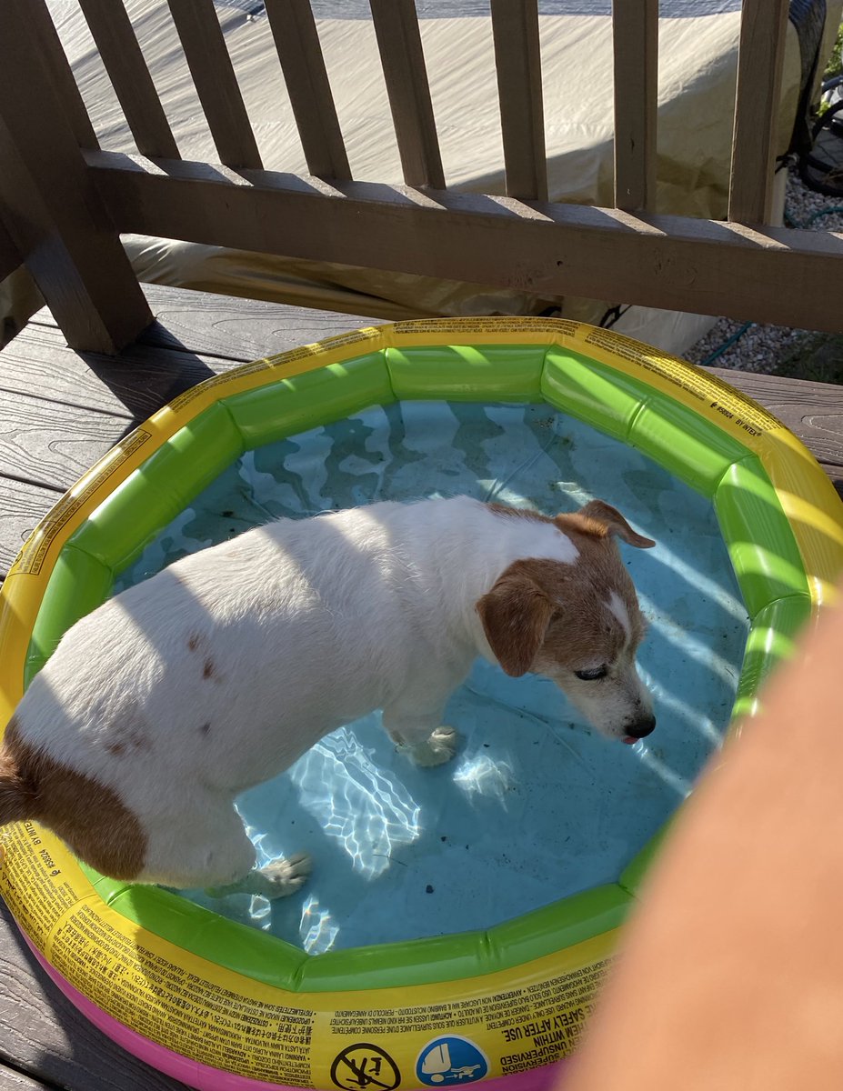 I havent had a pool day in furever!! Did from like ever ago! Pffft!! It’s still warm. Becky better get on it! 🤨🐾♥️ #ThrowbackThursday #stillsummer #pooldays #dogsofX