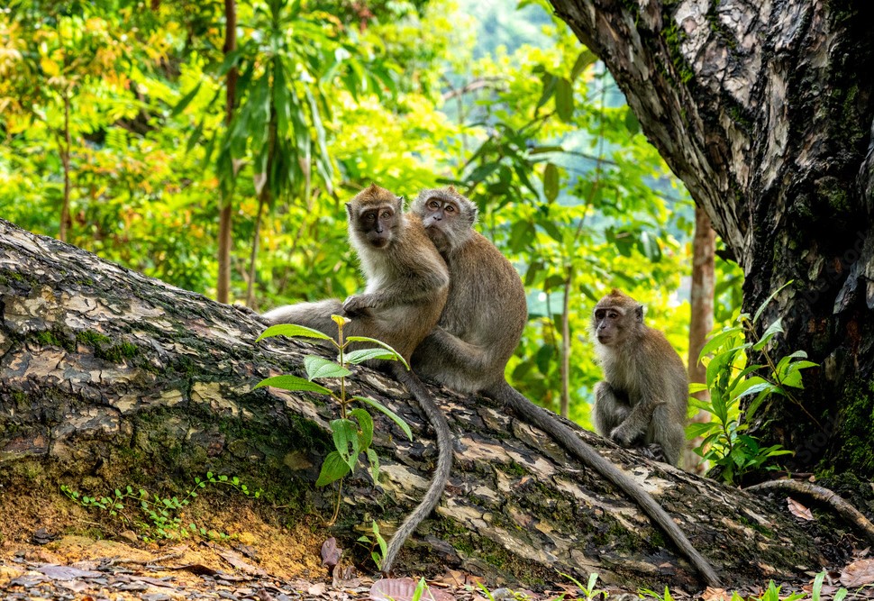 NAVS_US's tweet image. Over 90% of drugs tested on animals fail in humans. Animal testing is cruel—and it’s holding science back. NAVS is advancing human-relevant research and policies that protect animals. Join us in building a kinder, smarter future: bit.ly/45OE4QJ
#StopAnimalTesting…