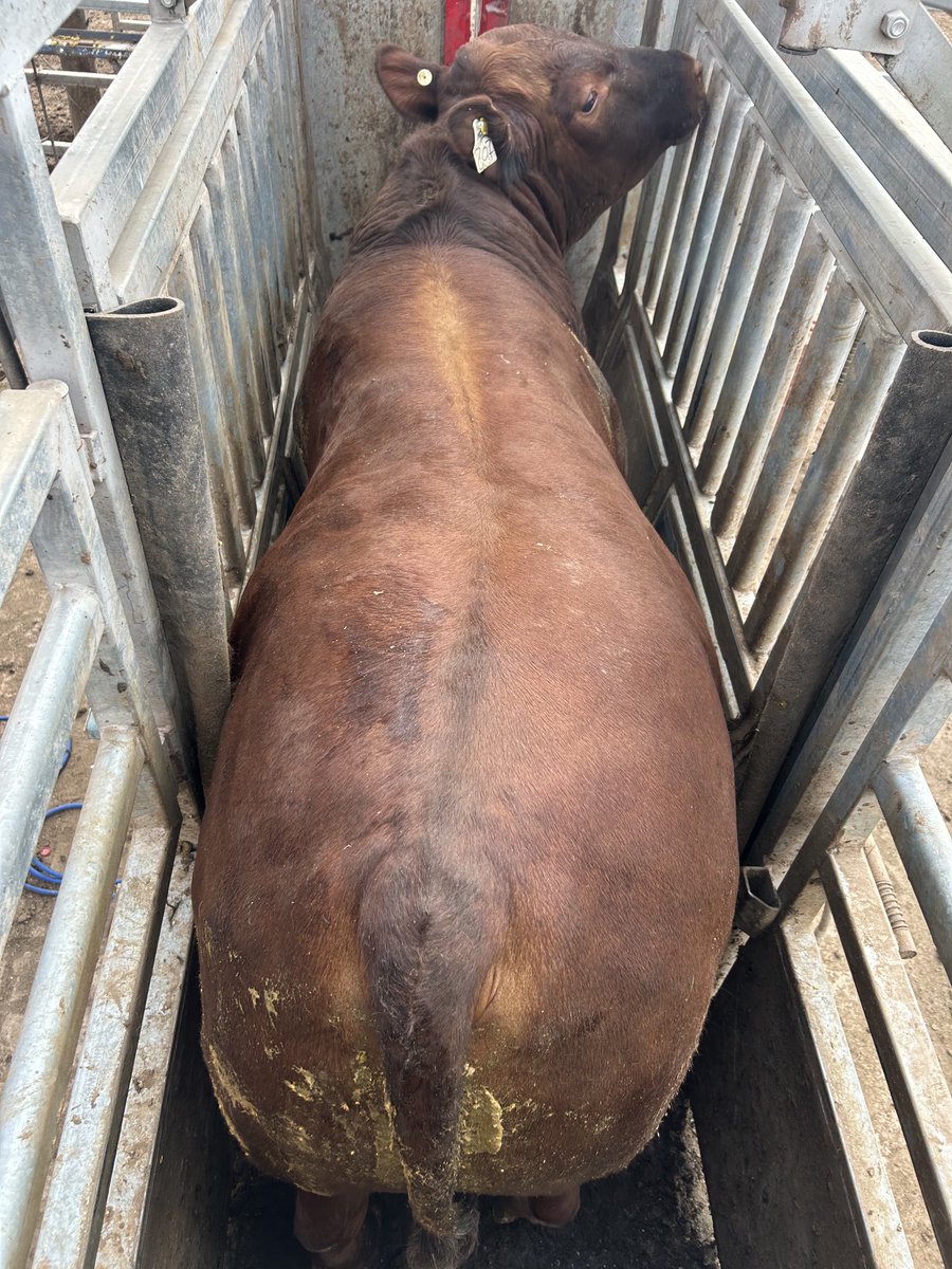 Mario Aguilar 🌽🐖 🐂♻️🧉 tweet media