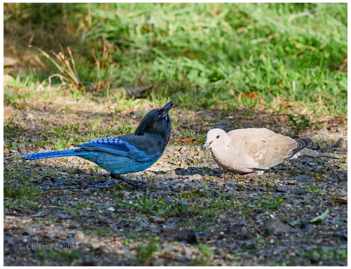 Pagani's tweet photo. Laughing at a joke your weird friend told you while having brunch...

#birds https://t.co/82nO9VhNyt