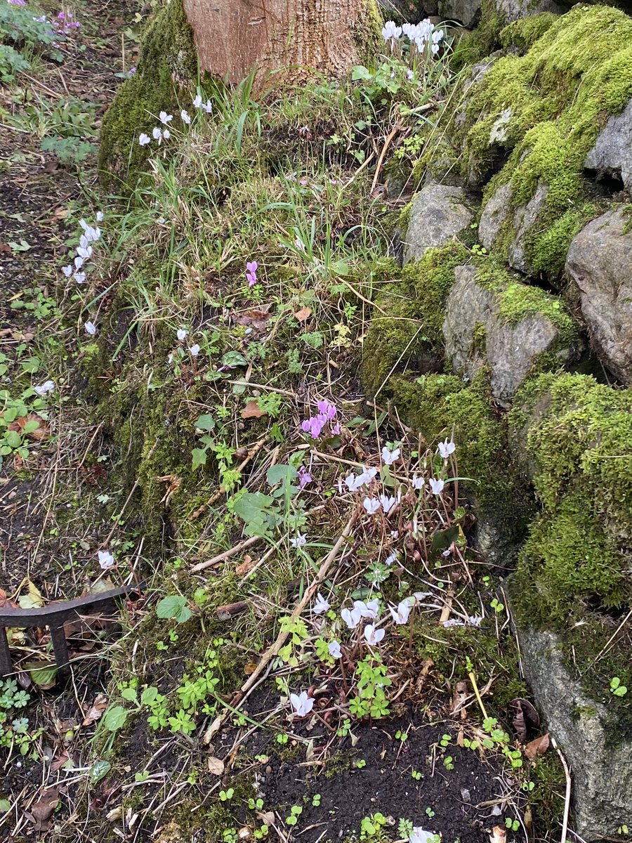 The roadside verge with colchicums including Colchicum speciosum ‘Album’ and Cyclamen hederifolium. #fairviewyearround #fairviewverge