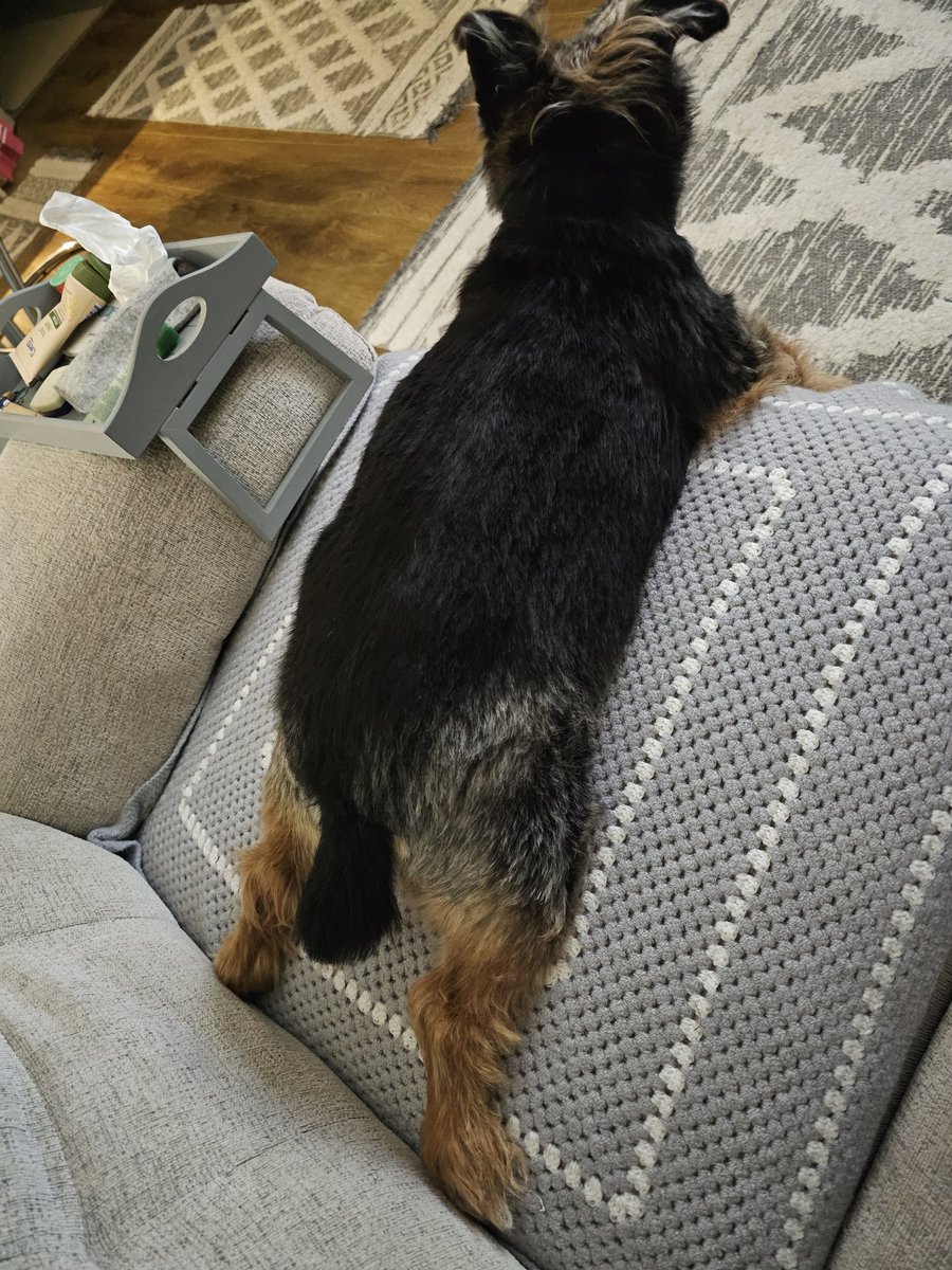 bo_boesbear's tweet photo. Here me is....
#sofaSurfing https://t.co/73WgAbskRl