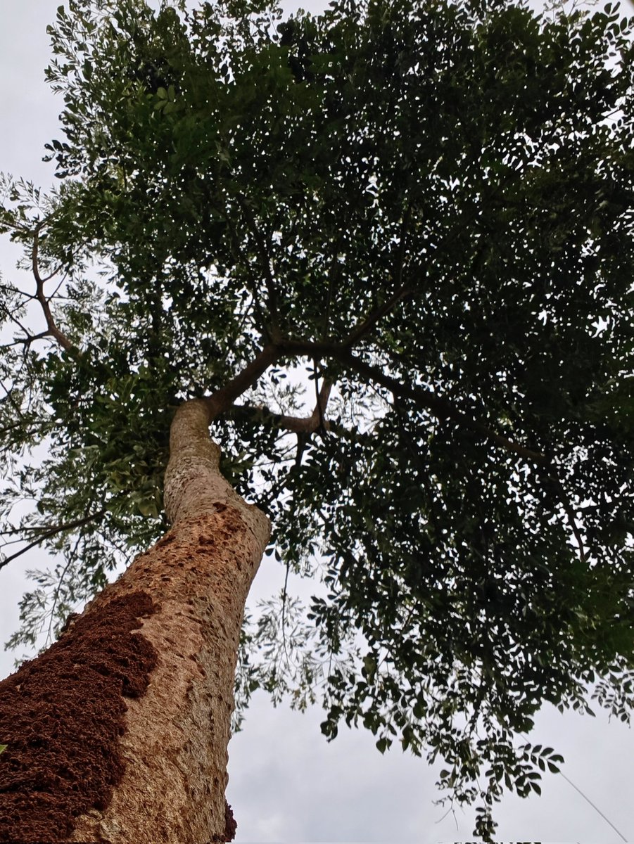 Nature is amazing #NatureLovers #NatureFacts #NatureIsAmazing #NatureIsMagic #naturephotography