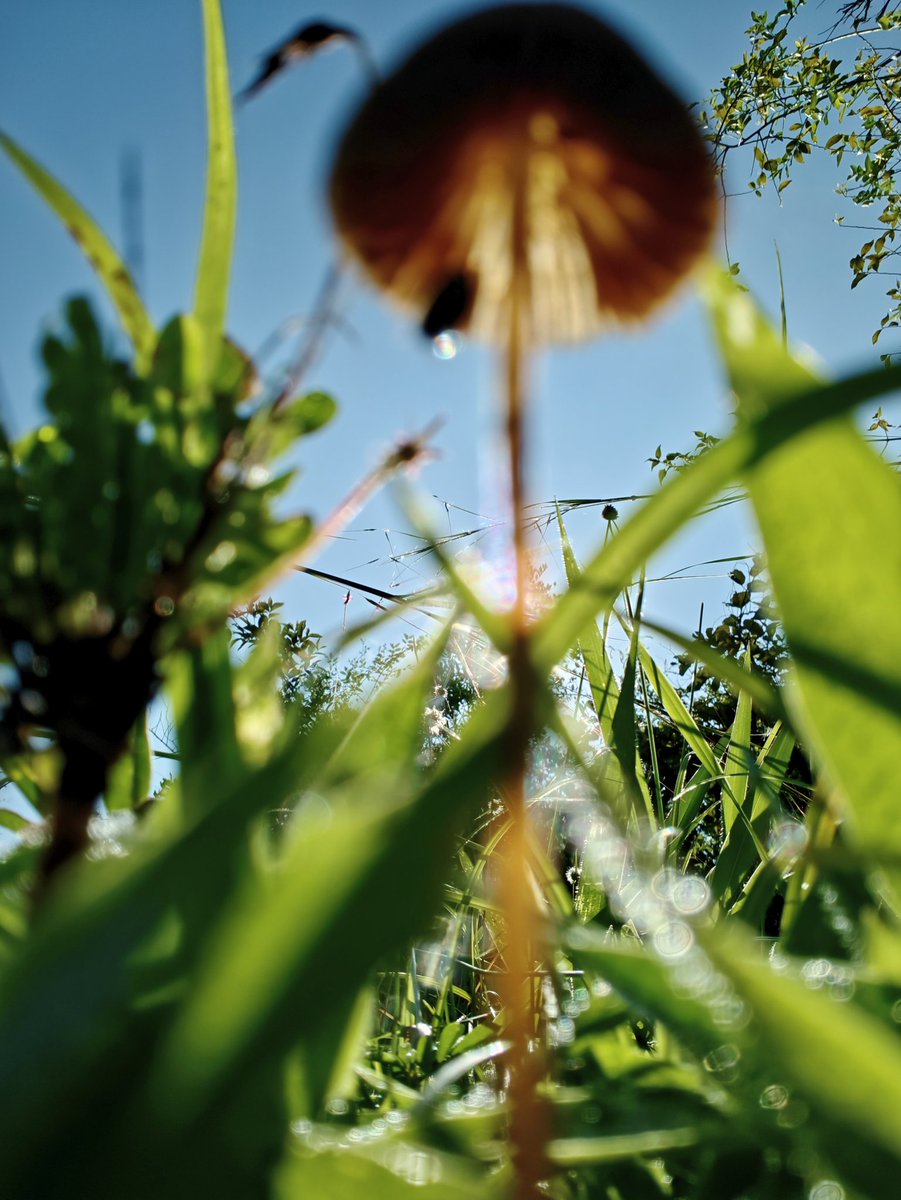 Nature is amazing #NatureLovers #NatureFacts #NatureIsAmazing #NatureIsMagic #naturephotography