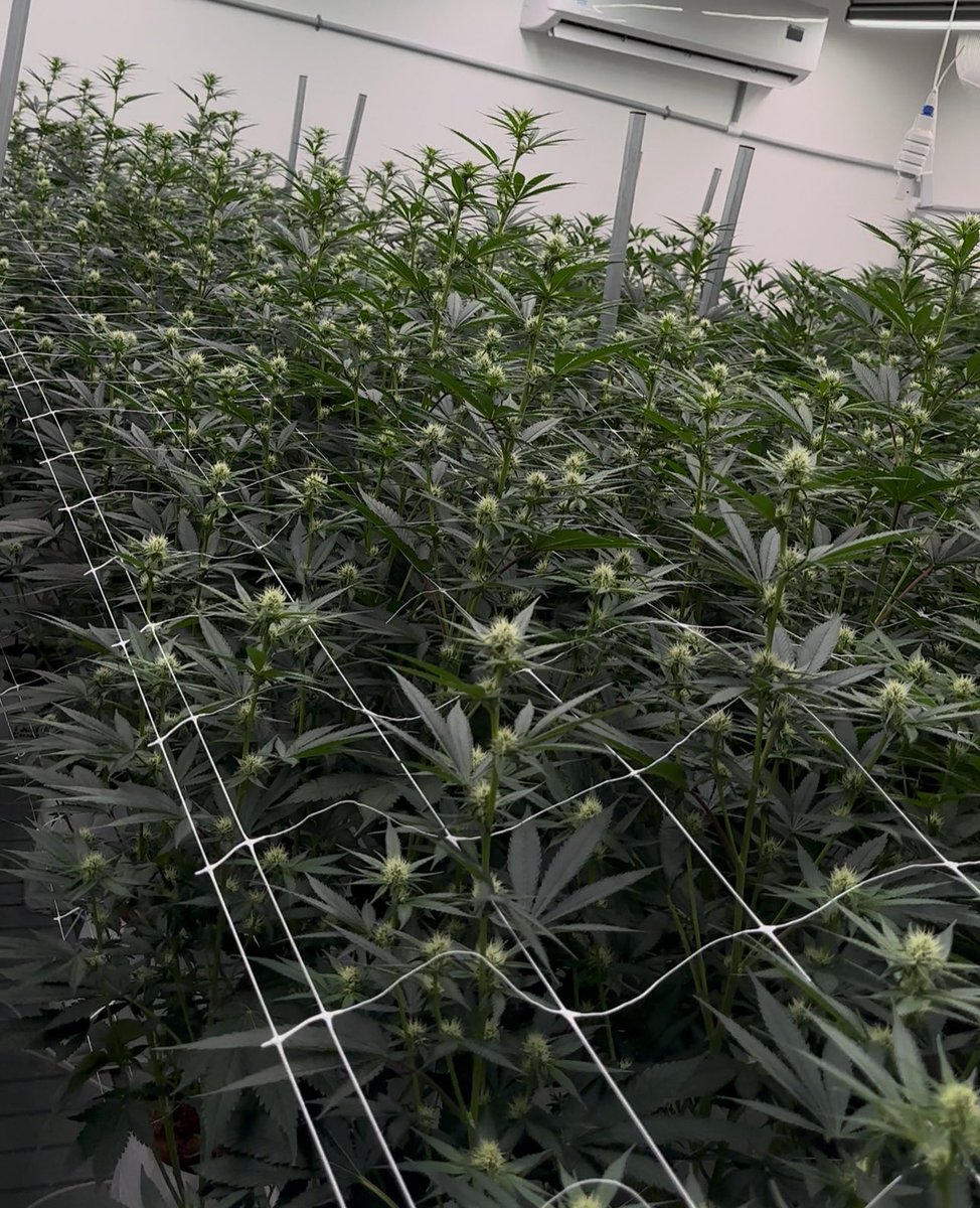 ShadedFrostee tweet media