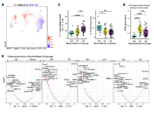 Our "Cohort of the Week" is here! We're highlighting a powerful study on Lupus Nephritis (LN) from the AMP RA/SLE Network.

Using immunophenotyping, researchers identified three distinct patient groups that traditional methods missed, showing unique immune signatures tied to