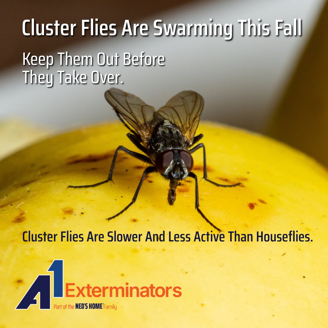 A1Exterminators's tweet image. ☁️ Cluster flies invade homes in fall, hiding in attics and walls to overwinter. They return on warm days and create a smelly nuisance. 🚫 Call (855) 601-0691 today! #a1exterminators #flycontrol