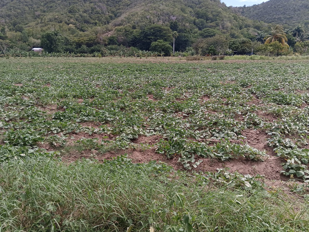 La UBPC 40 Aniversario del Municipio #SantiagoDeCuba prepara sus áreas para la campaña de Frío.
<a href="/DiazCanelB/">Miguel Díaz-Canel Bermúdez</a> 
<a href="/DrRobertoMOjeda/">Dr. Roberto Morales Ojeda</a> 
<a href="/BeatrizJUrrutia/">Beatriz Johnson Urrutia</a>