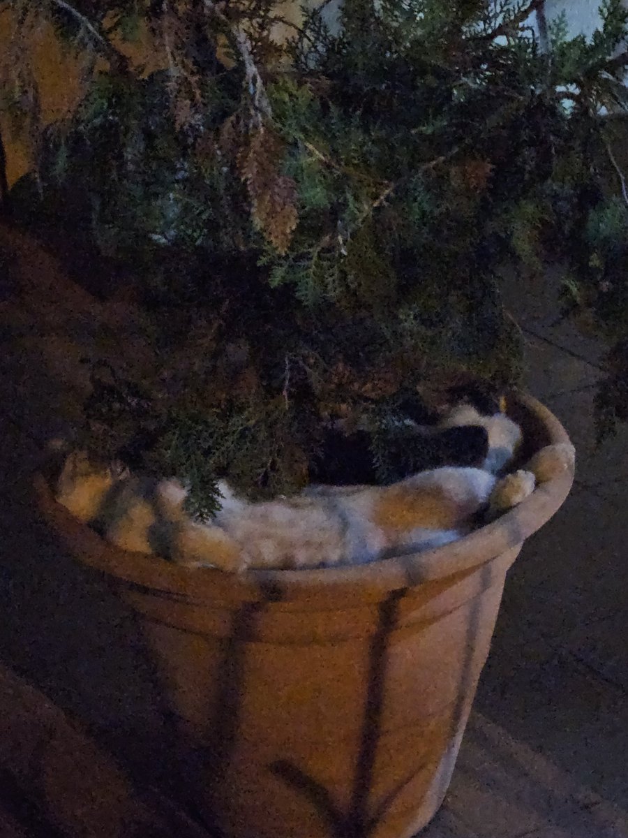 Just passed by some kitties sleeping in the pots (there are 2 kitties in each one) 🫠